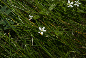 Moehringia lateriflora (blunt-leaved grove-sandwort, bluntleaf sandwort)