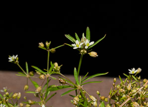 Mollugo verticillata (carpetweed, green carpetweed, Indian chickweed)