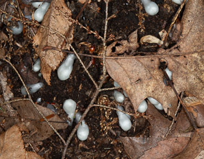 Monotropa uniflora (Indian pipes, ghost plant, corpse plant, Indian pipe, Indianpipe)