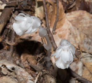 Monotropa uniflora (Indian pipes, ghost plant, corpse plant, Indian pipe, Indianpipe)