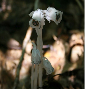 Monotropa uniflora (Indian pipes, ghost plant, corpse plant, Indian pipe, Indianpipe)