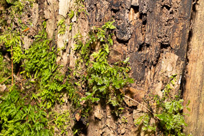 Neckera pennata (shingle moss, neckera moss)