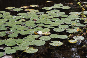 Nymphaea odorata (fragrant water lily, beaver root, American white waterlily)