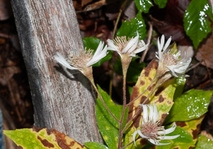 Oclemena acuminata (whorled wood aster, mountain aster, sharp-leaved aster)