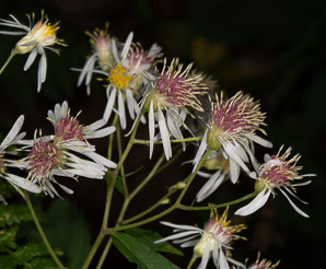 Oclemena acuminata (whorled wood aster, mountain aster, sharp-leaved aster)