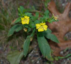 Oenothera biennis (common evening primrose)