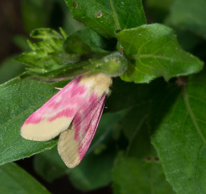 Oenothera biennis (common evening primrose)
