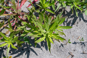 Oenothera parviflora (small-flowered evening-primrose, northern evening primrose)