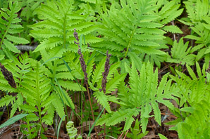 Onoclea sensibilis (sensitive fern, bead fern, meadow brake)
