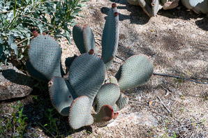 Opuntia basilaris (beavertail cactus, beavertail pricklypear)