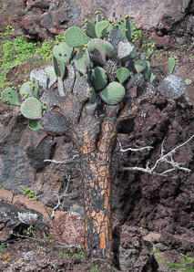 Opuntia galapageia (Galápagos prickly pear, tree prickly pear)