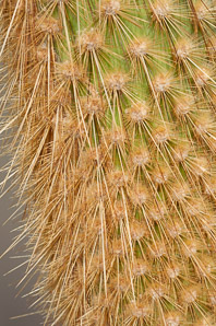 Opuntia galapageia (Galápagos prickly pear, tree prickly pear)