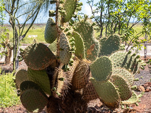 Opuntia galapageia (Galápagos prickly pear, tree prickly pear)