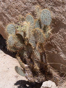 Opuntia polyacantha (Mojave prickly-pear, old man cactus, grizzlybear pricklypear)