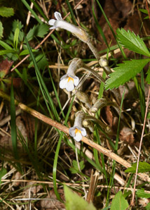Orobanche uniflora (naked broomrape, one-flowered cancer-root, cancer-root, oneflowered broomrape)