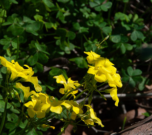 Oxalis pes-caprae (buttercup oxalis, Bermuda buttercup, African wood-sorrel, Bermuda sorrel, Cape sorrel, English weed, goat’s-foot, sourgrass)