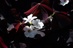 Oxalis triangularis (love plant, purple shamrock, false shamrock)