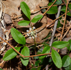 Panax trifolius (dwarf ginseng)