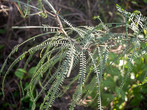 Parkinsonia aculeata (Mexican palo verde, espinillo, palo verde, Parkinsonia, Jerusalem thorn, jelly bean tree, palo de rayo, retama)