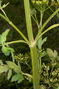 Pastinaca sativa (parsnip, wild parsnip)