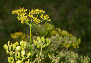 Pastinaca sativa (parsnip, wild parsnip)