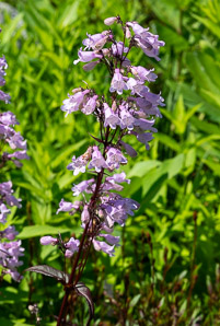 Penstemon digitalis (foxglove beardtongue, talus slope penstemon, white beardtongue)