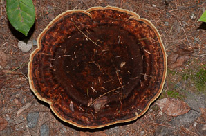 Phaeolus schweinitzii (velvet-top fungus, dyer’s polypore, dyer’s mazegill, brown-cubical butt rot, red-brown butt rot)