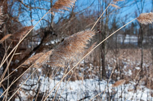 Phragmites australis (phragmites, common reed)