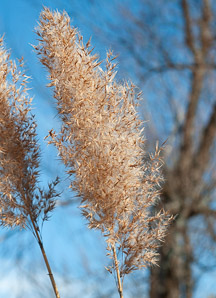 Phragmites australis (phragmites, common reed)