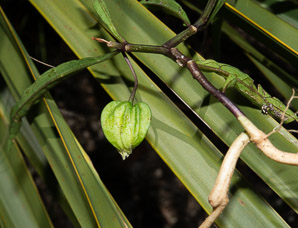 Physalis walteri (groundcherry, Walter’s groundcherry)