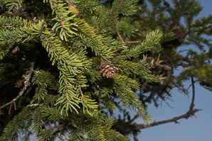 Picea mariana (black spruce)