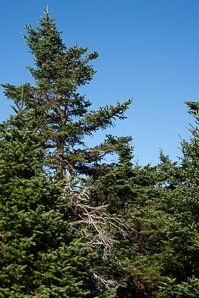 Picea mariana (black spruce)