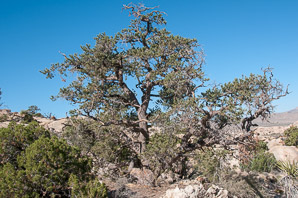 Pinus monophylla (singleleaf piñon, pinyon pine, single-leaf pinyon pine, single-leaf piñon pine, singleleaf pinyon)