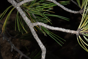 Pinus ponderosa (ponderosa pine, yellow pine, pino real, western yellow pine, bull pine, black jack pine, western red pine, western pitch pine)