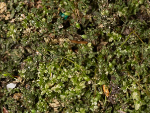Plagiomnium cuspidatum (toothed plagiomnium moss)