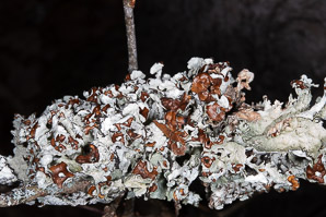 Platismatia tuckermanii (crumpled rag lichen, Tuckerman’s ragged lichen)