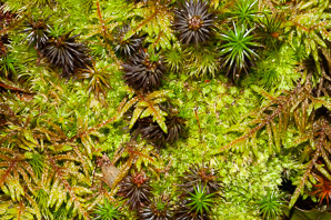 Pleurozium schreberi (Schreber’s moss, feather moss, red-stemmed feather moss, Schreber’s big red stem moss)