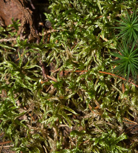 Pleurozium schreberi (Schreber’s moss, feather moss, red-stemmed feather moss, Schreber’s big red stem moss)