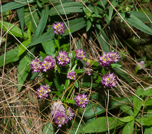 Polygala sanguinea (field milkwort, blood milkwort, purple milkwort)