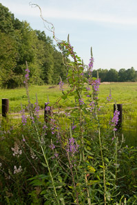 Polygonum convolvulus (black bindweed, wild buckwheat, false buckwheat)