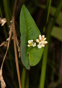 Polygonum sagittatum (arrow tearthumb, arrowleaf tearthumb)
