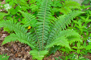 Polystichum braunii (Braun’s holly fern, Braun’s hollyfern)