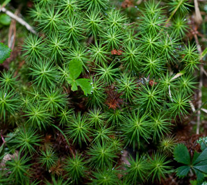 Polytrichum juniperinum (juniper hair cap, juniper polytrichum moss)