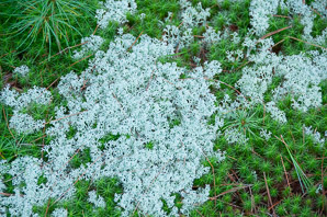 Polytrichum juniperinum (juniper hair cap, juniper polytrichum moss)