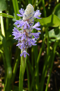 Pontederia cordata (pickerelweed)