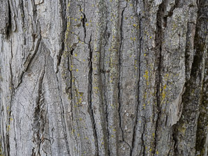Populus deltoides (Eastern cottonwood, cottonwood)