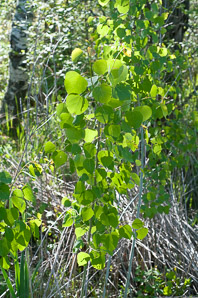 Populus tremuloides (quaking aspen, trembling aspen, American aspen, mountain aspen, golden aspen, trembling poplar, white poplar, popple)
