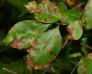 Prunus serotina (black cherry)