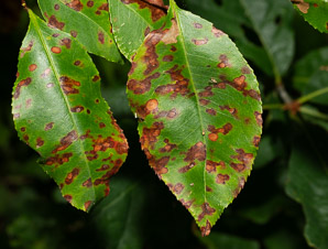 Prunus serotina (black cherry)