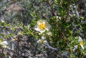 Purshia tridentata (antelope bitterbrush, bitterbrush, antelope bush)